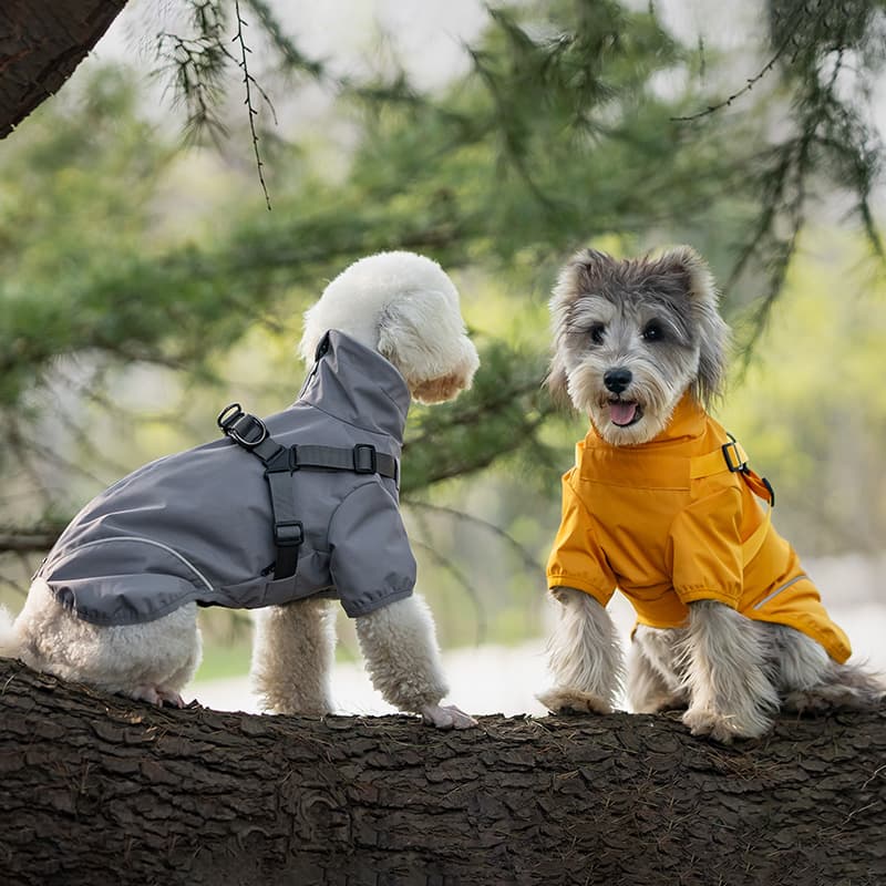 DOGS