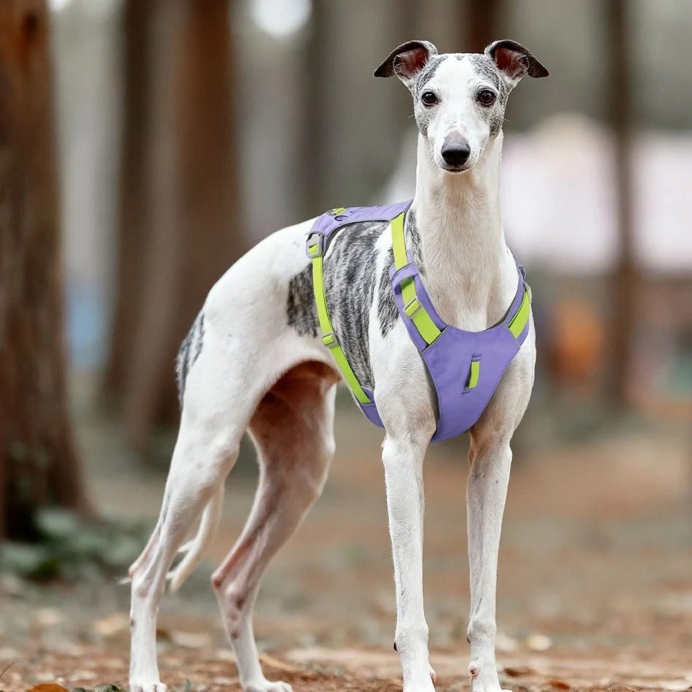 Harnesses
