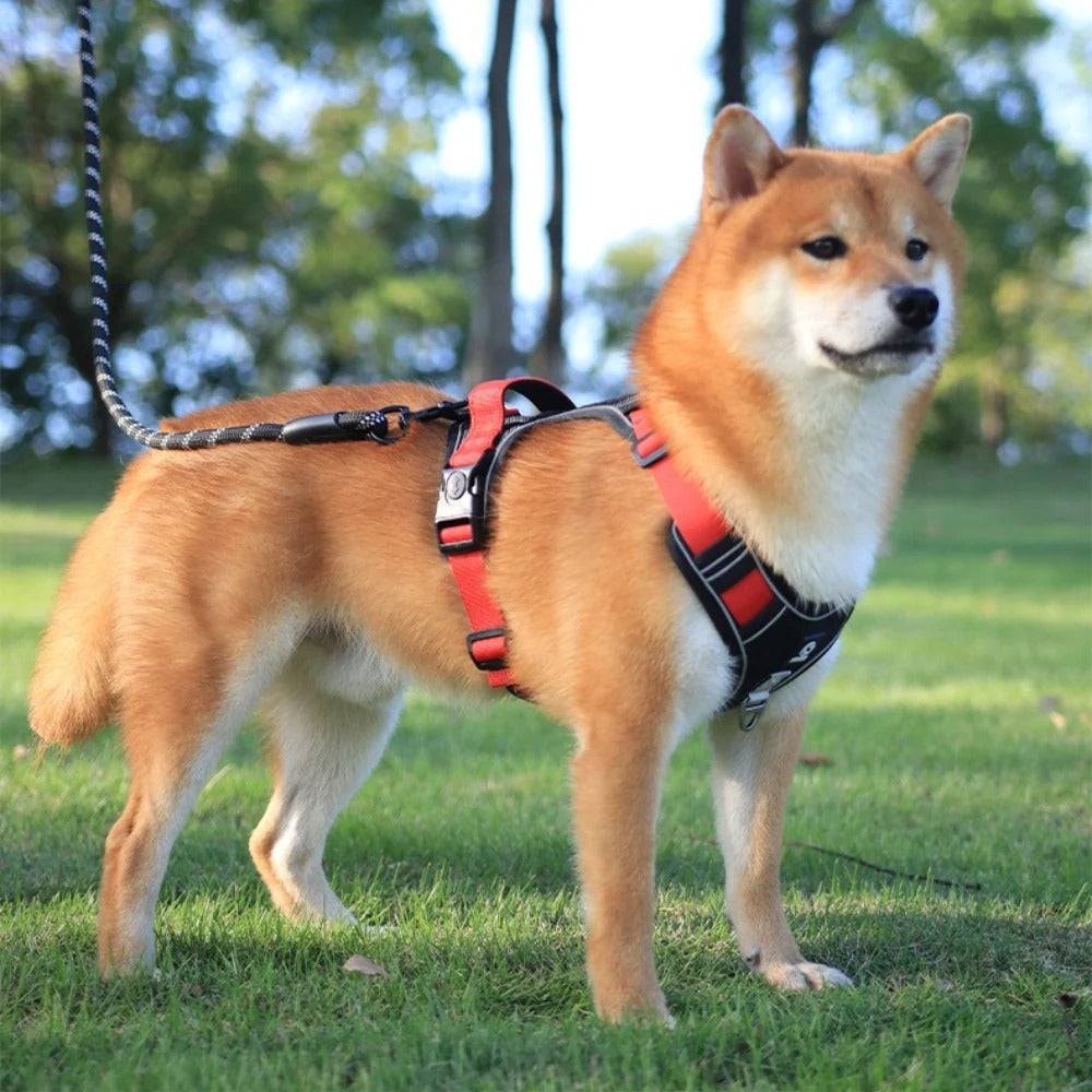 Walk Bundles