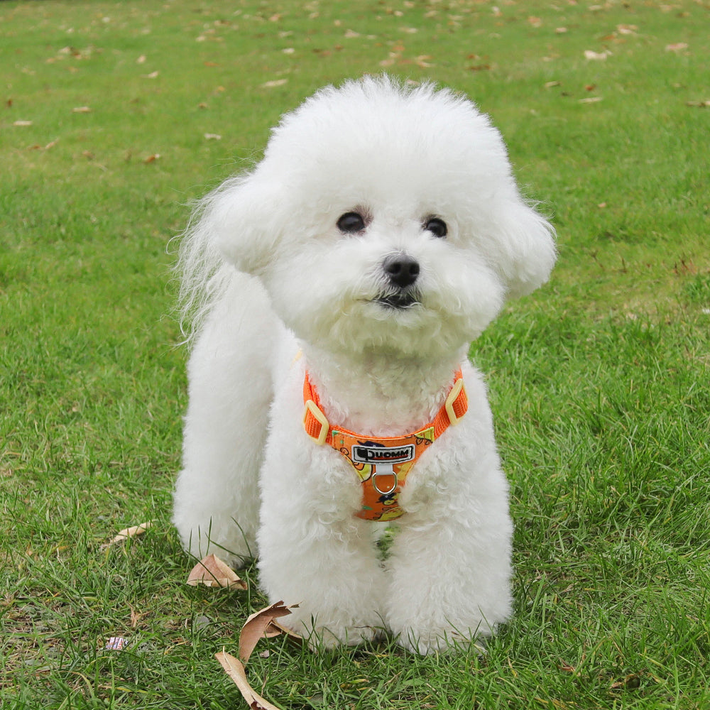 Playful Print Step-In Pet Harness and Leash Set