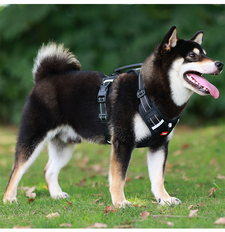 Crest Assist Reflective Dog Harness & Leash Set