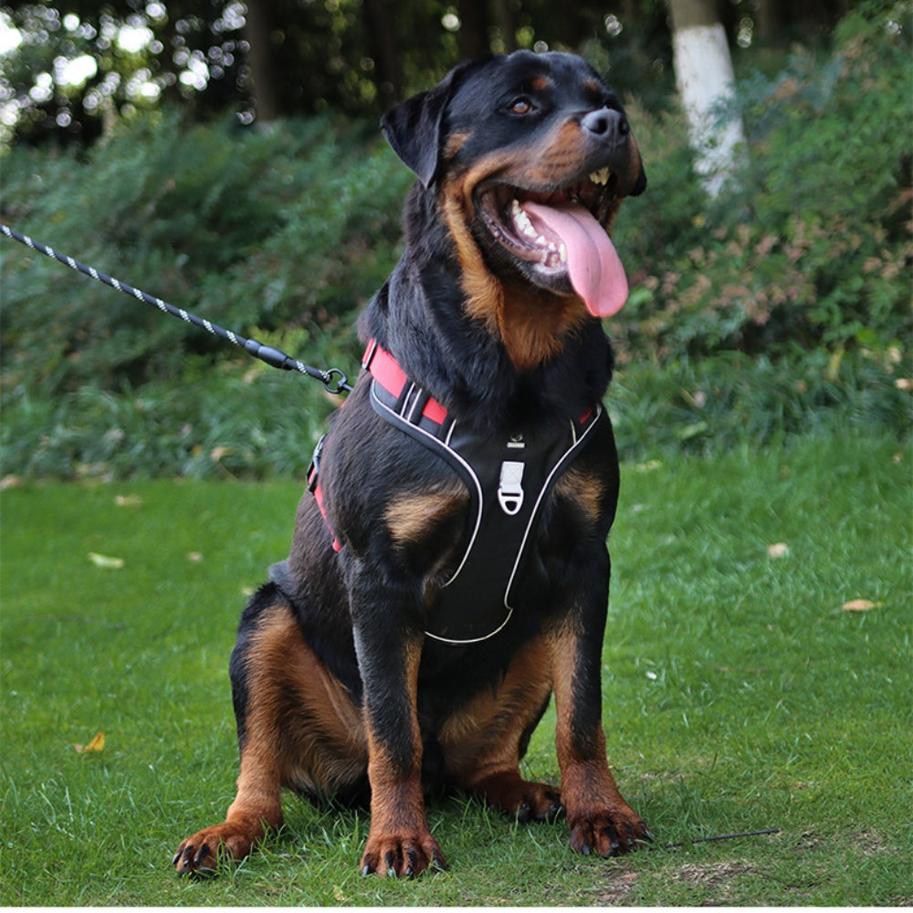 Motion Arc Reflective Harness & Leash Set