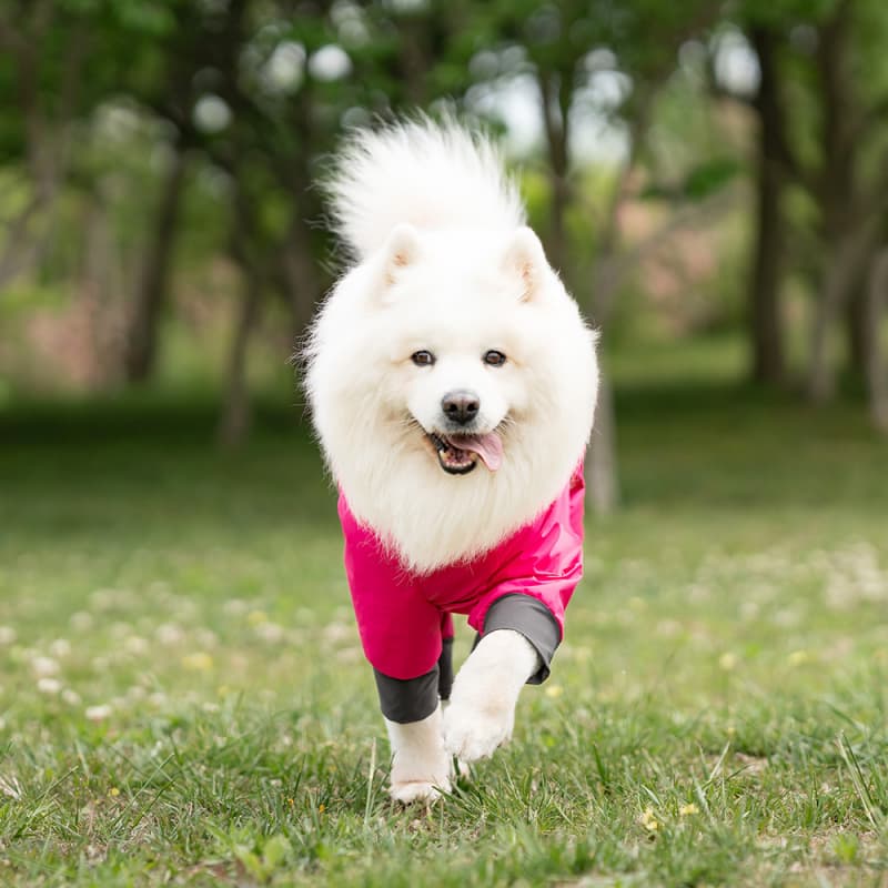 Lightweight Full Coverage Dog Rain Jacket