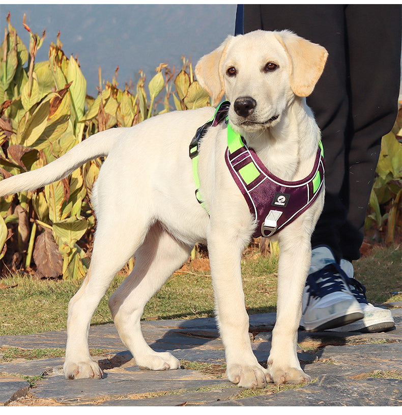 Canyon Ease Padded Dog Harness with Handle