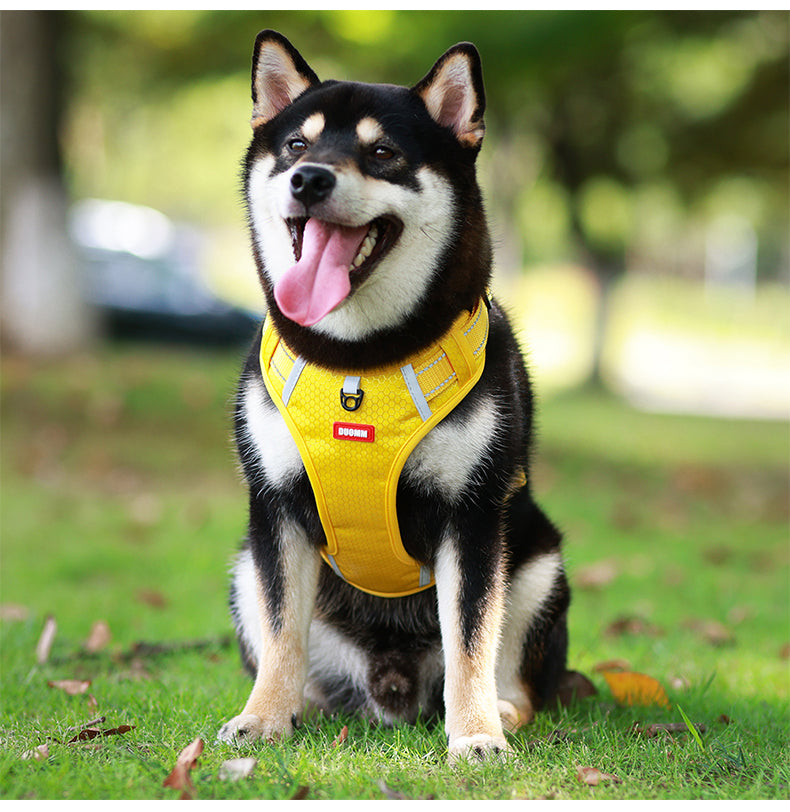 Ridge Guide Reflective Dog Harness and Leash Set
