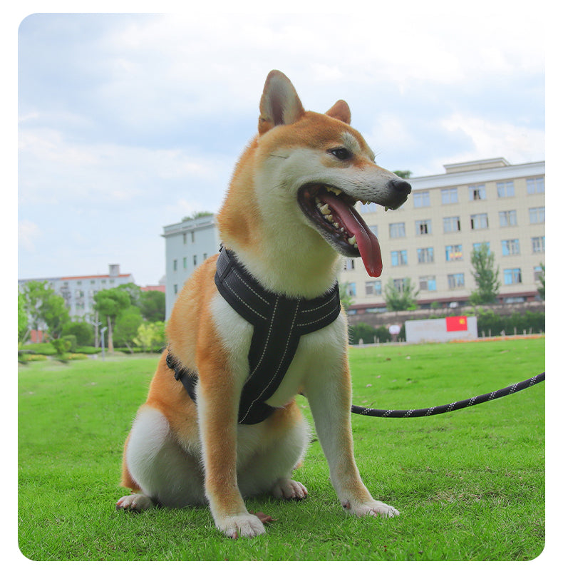 Core Walk Adjustable No-Pull Dog Harness