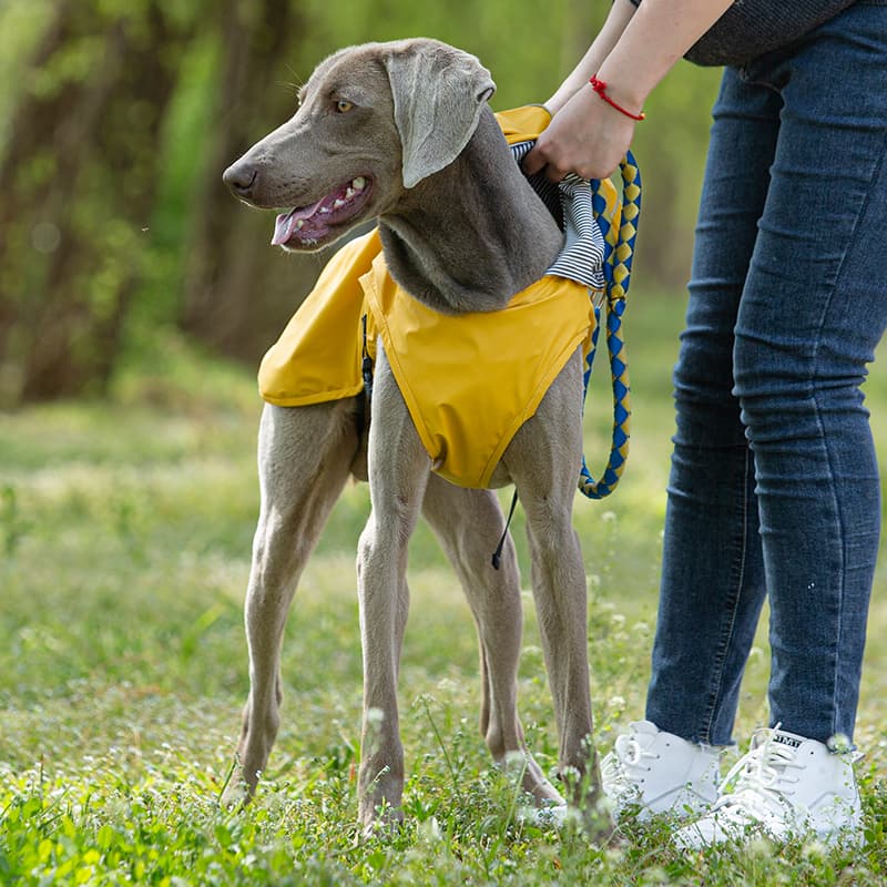 Waterproof Outdoor Dog Rain Jacket