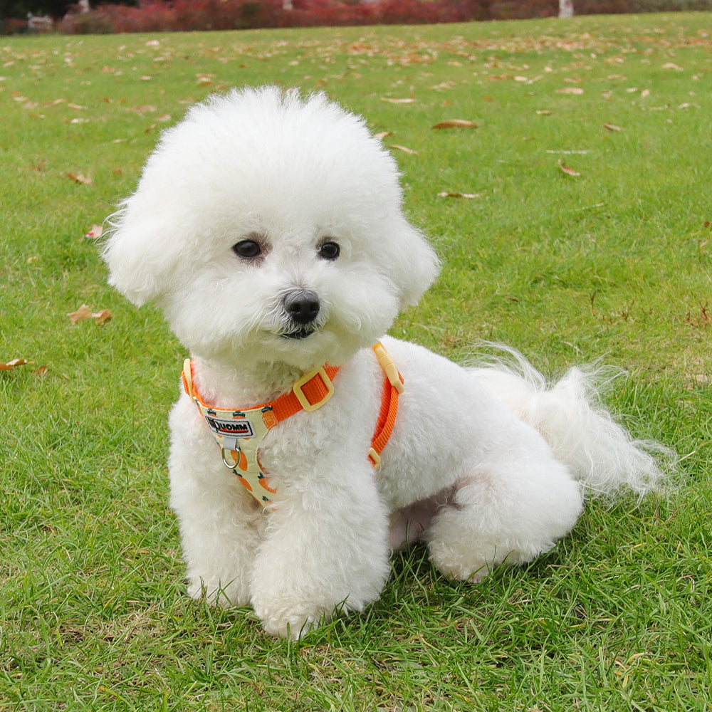 Playful Print Step-In Pet Harness and Leash Set