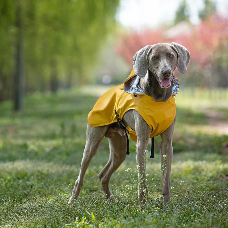 Waterproof Outdoor Dog Rain Jacket