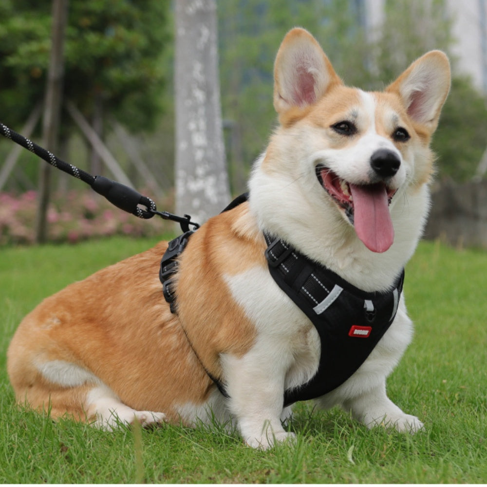 Northpath Control Dog Harness & Leash Set