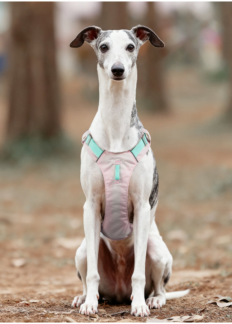 Trail Air Lightweight Reflective Dog Harness