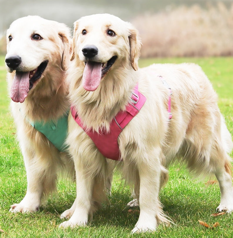 Coast Flow Quick-Dry Dog Harness & Leash Set