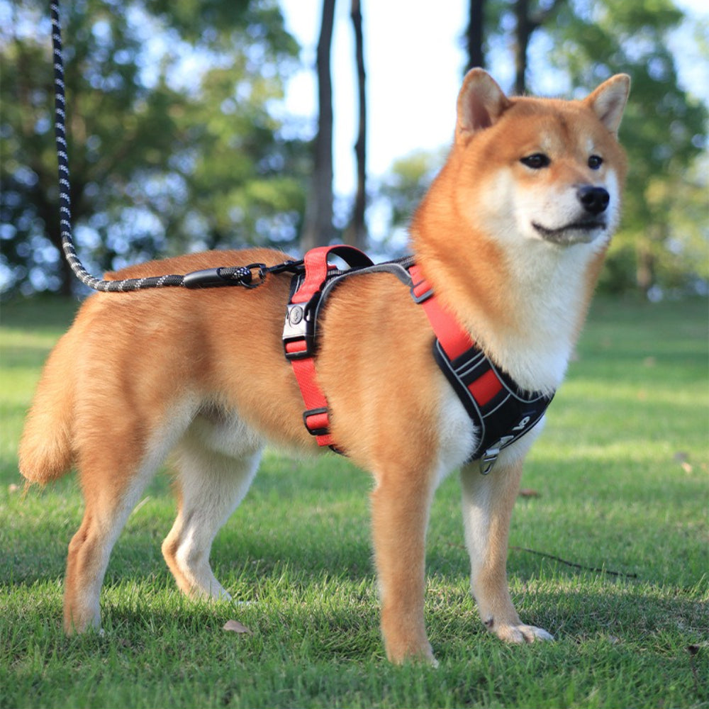 Stride Mesh Two-Dog Harness & Leash Set