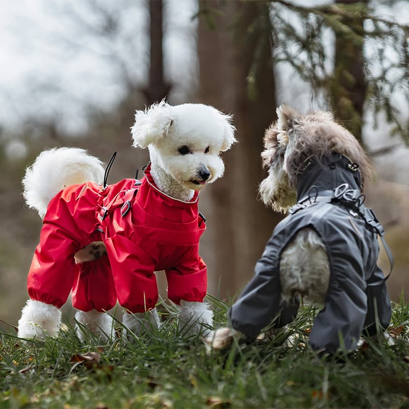 All-Weather Dog Adventure Suit
