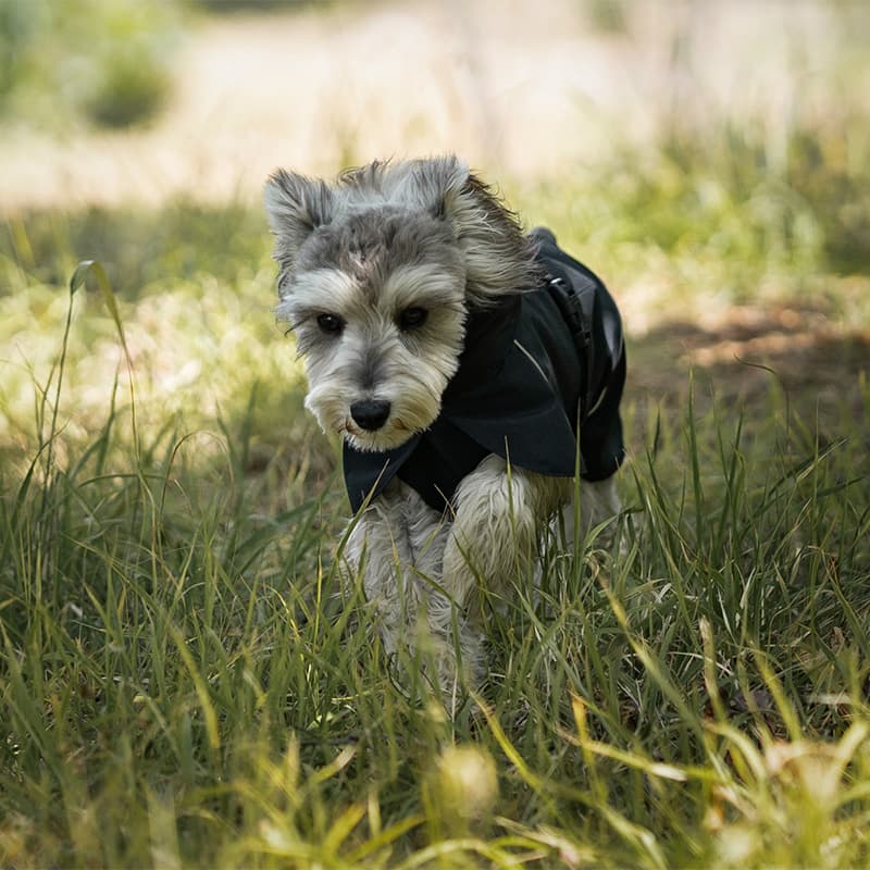 Breathable Dog Adventure Rain Coat