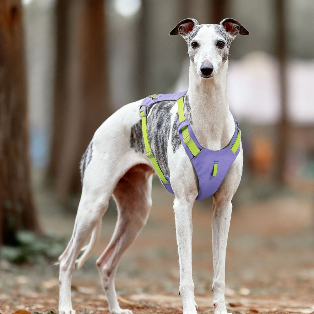 Trail Air Lightweight Reflective Dog Harness