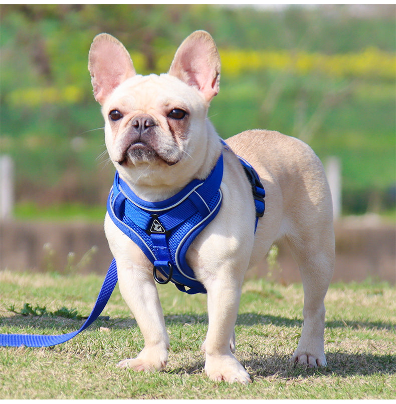 Feather Fit Breathable Pet Harness and Leash Set