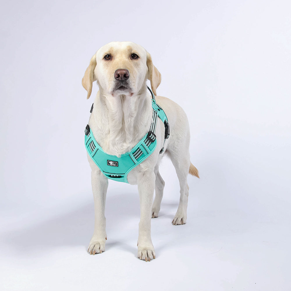Trail Forge Multi-Use Dog Harness and Leash Set