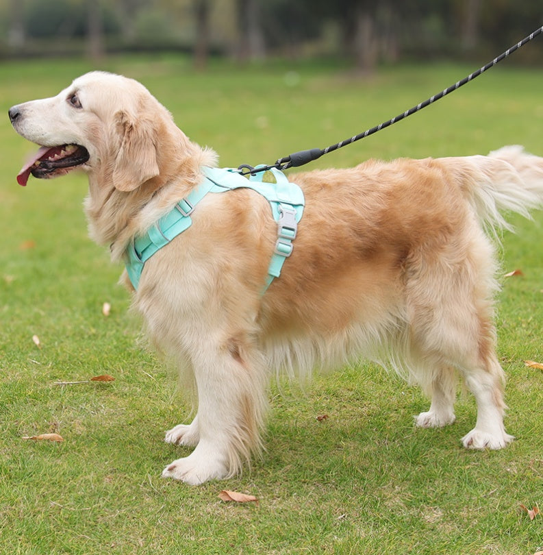 Coast Flow Quick-Dry Dog Harness & Leash Set