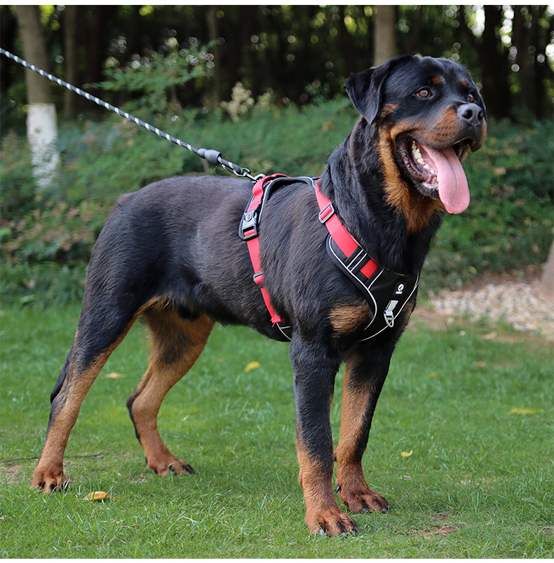 Motion Arc Reflective Harness & Leash Set