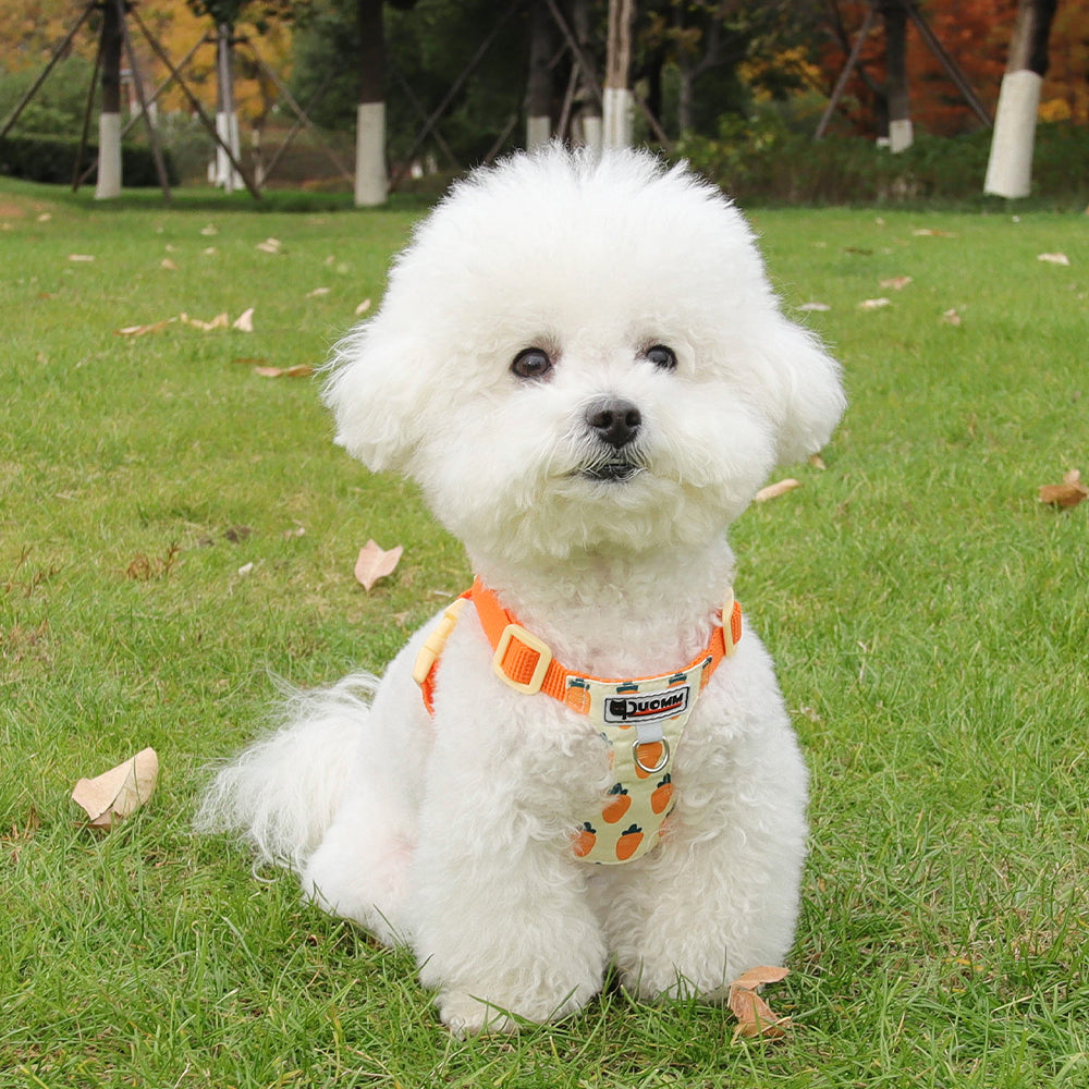 Playful Print Step-In Pet Harness and Leash Set