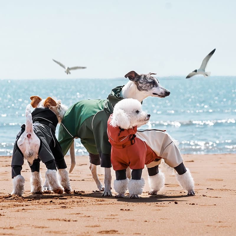 All-Weather Outdoor Adventure Dog Jacket