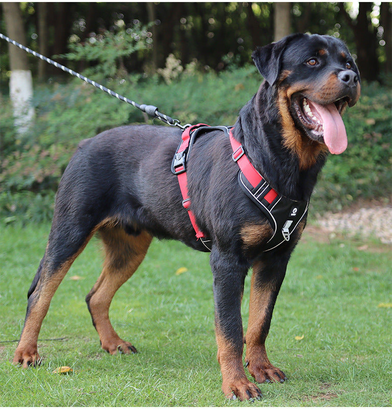 Stride Mesh Two-Dog Harness & Leash Set