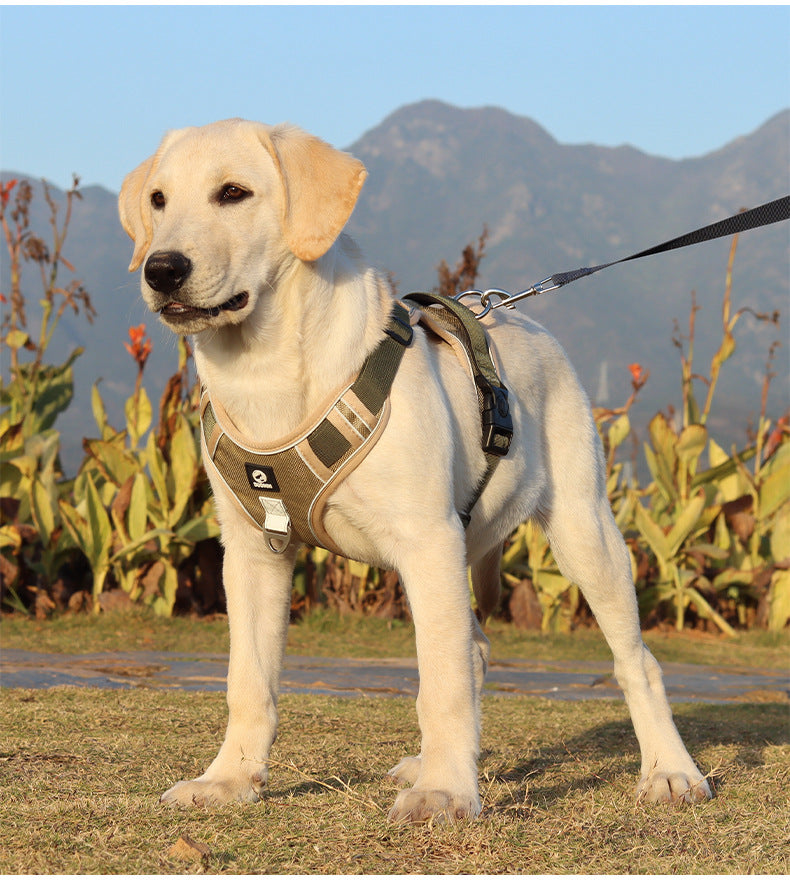 Stride Mesh Two-Dog Harness & Leash Set