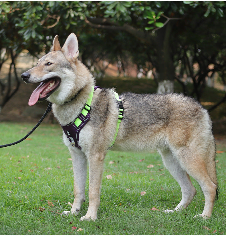 Stride Mesh Two-Dog Harness & Leash Set