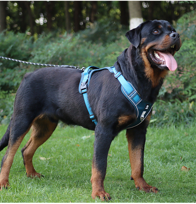 Stride Mesh Two-Dog Harness & Leash Set