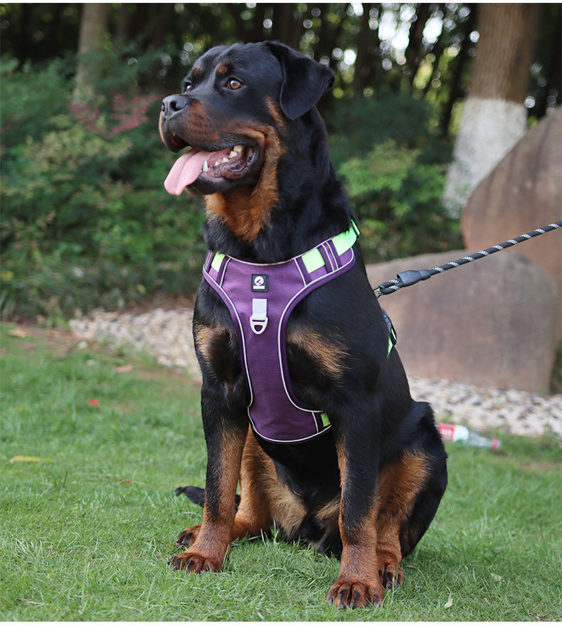 Stride Mesh Two-Dog Harness & Leash Set
