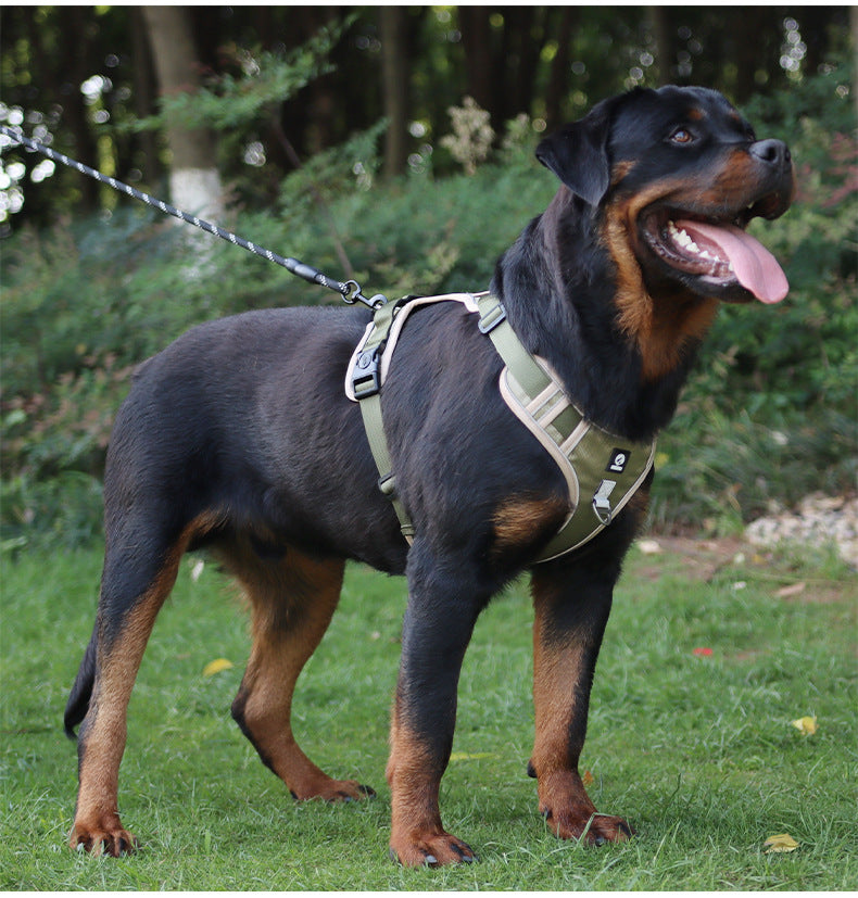 Stride Mesh Two-Dog Harness & Leash Set