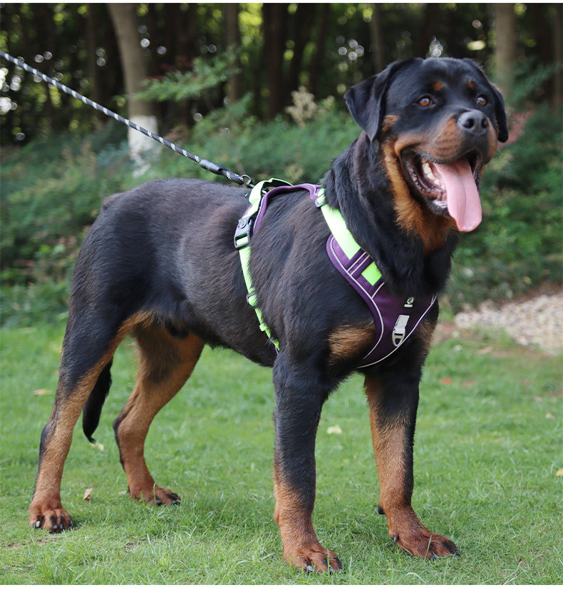 Stride Mesh Two-Dog Harness & Leash Set