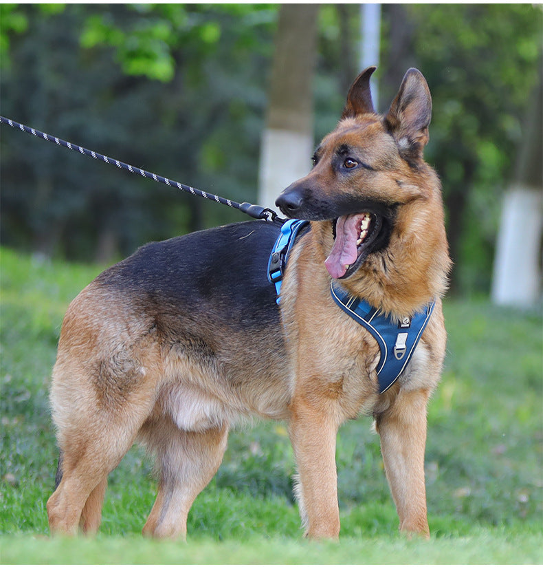Stride Mesh Two-Dog Harness & Leash Set
