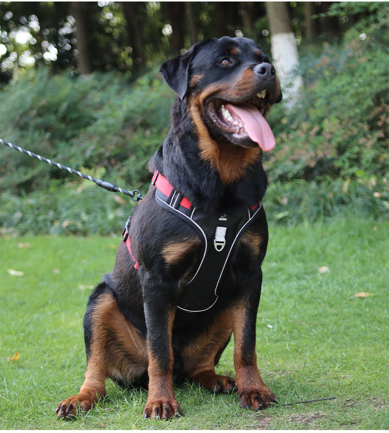Stride Mesh Two-Dog Harness & Leash Set