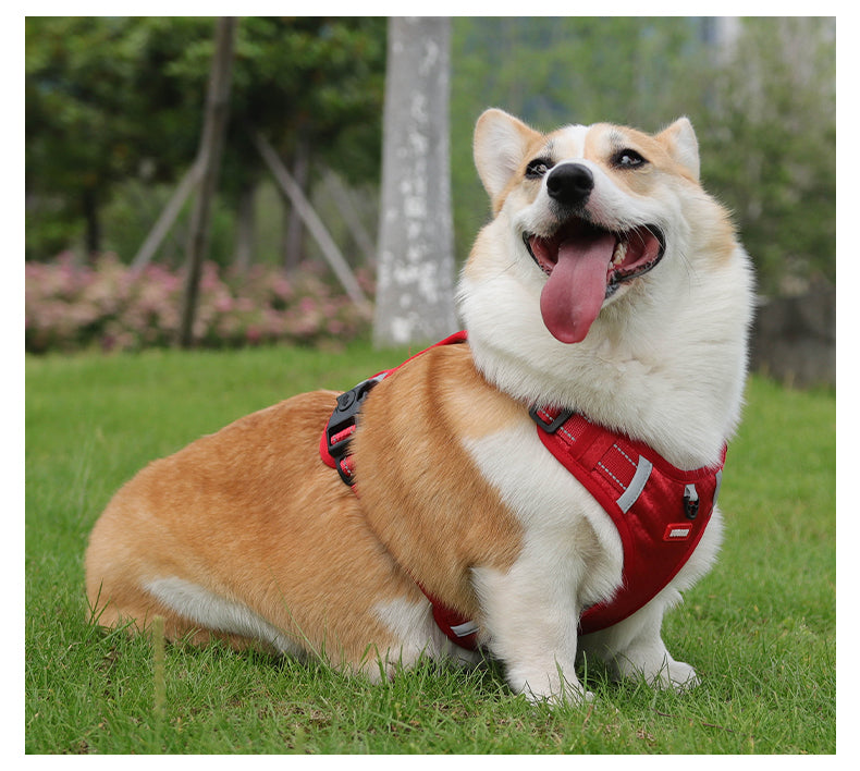 Northpath Control Dog Harness & Leash Set