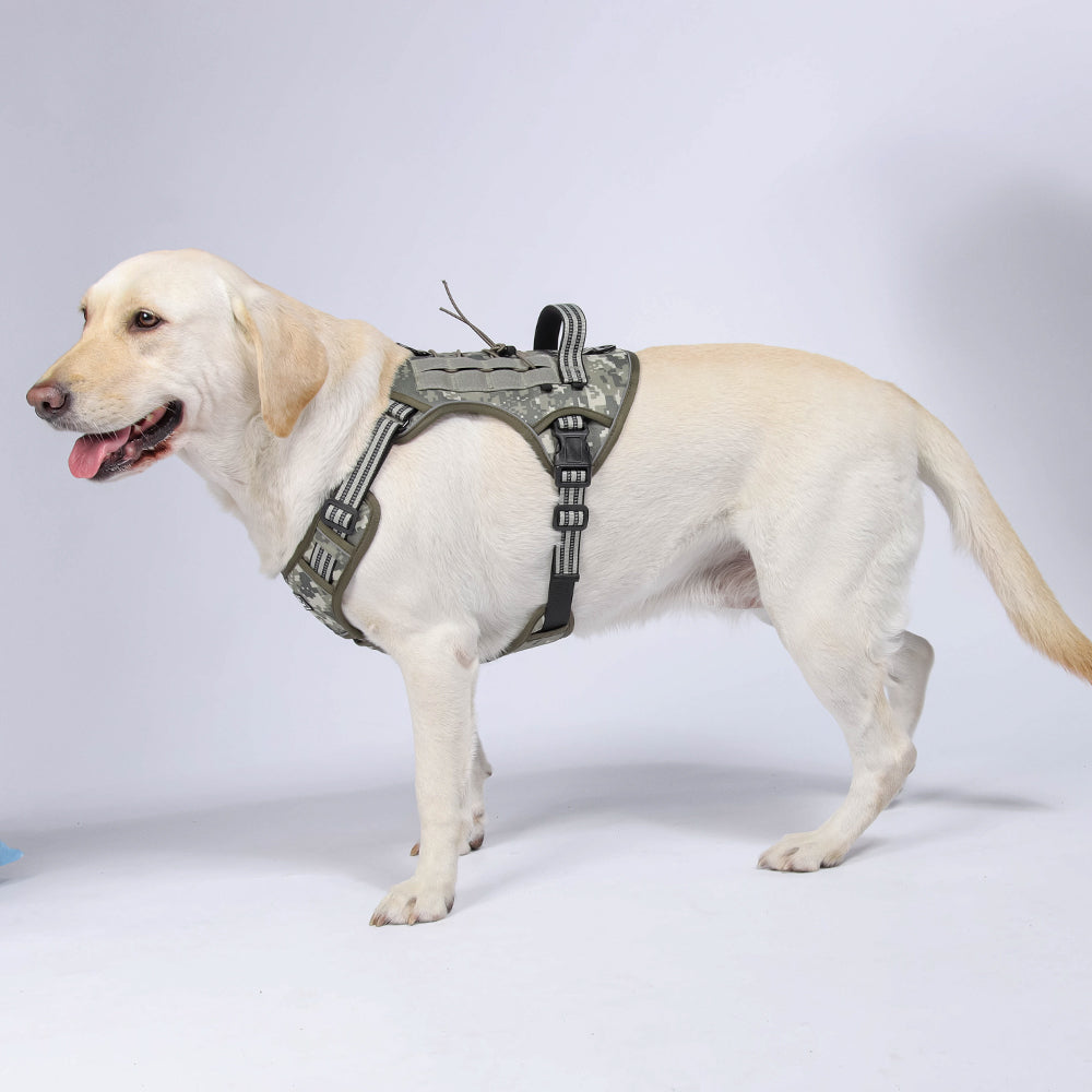 Trail Forge Multi-Use Dog Harness and Leash Set