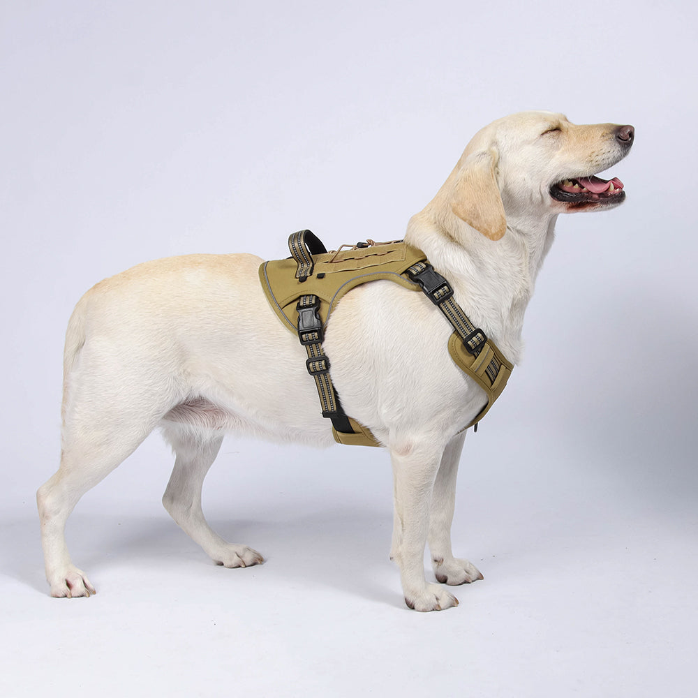 Luma Guard LED Dog Harness & Leash Set