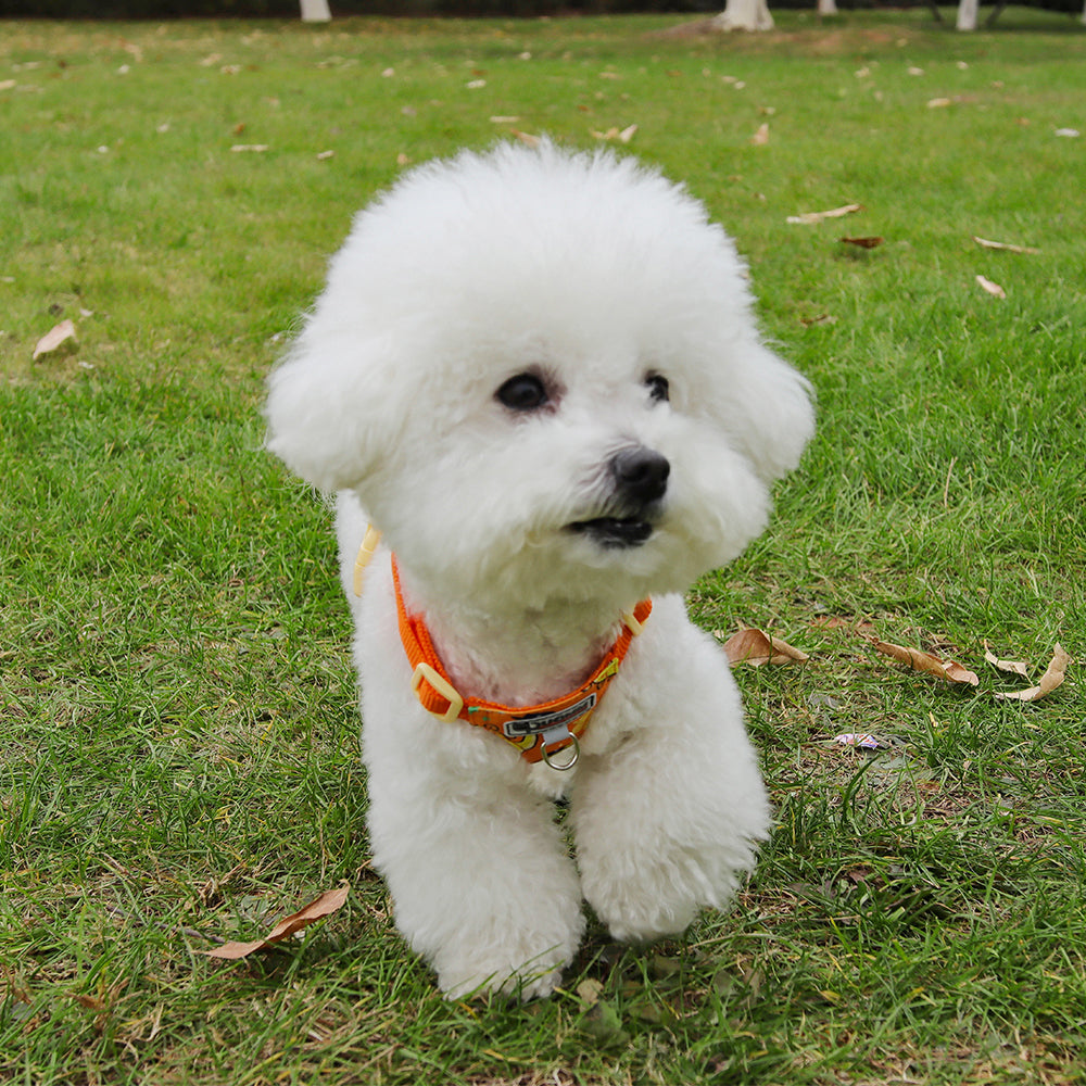 Playful Print Step-In Pet Harness and Leash Set