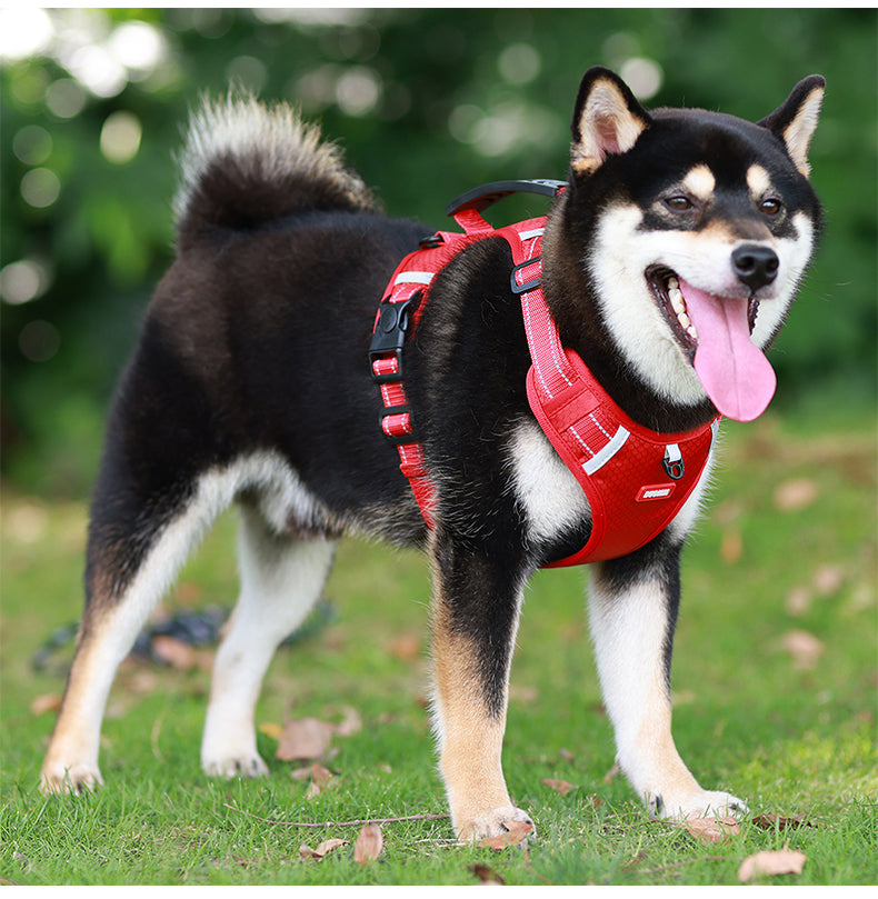 Ridge Guide Reflective Dog Harness and Leash Set