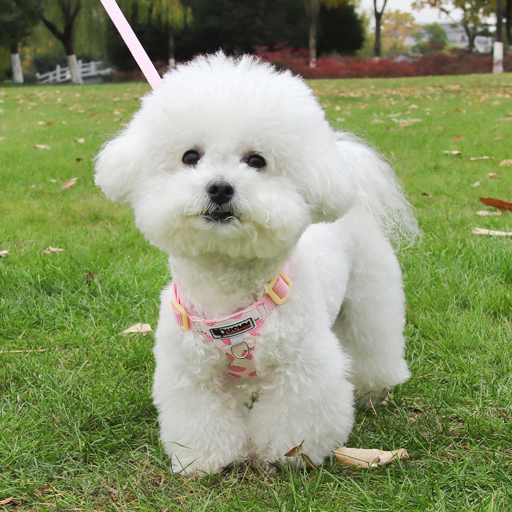 Playful Print Step-In Pet Harness and Leash Set
