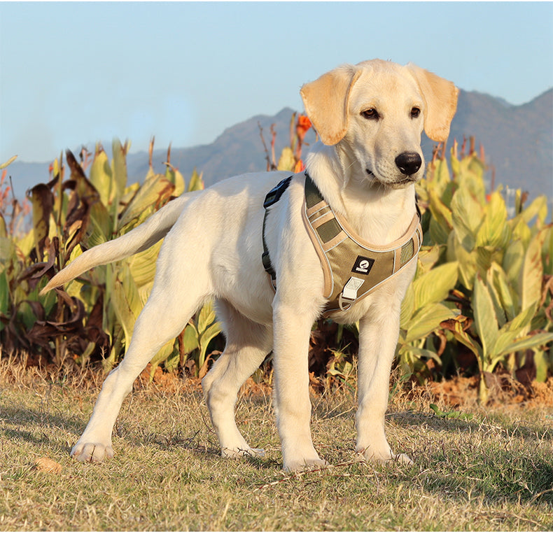 Overland Fit Padded Dog Harness and Leash Set