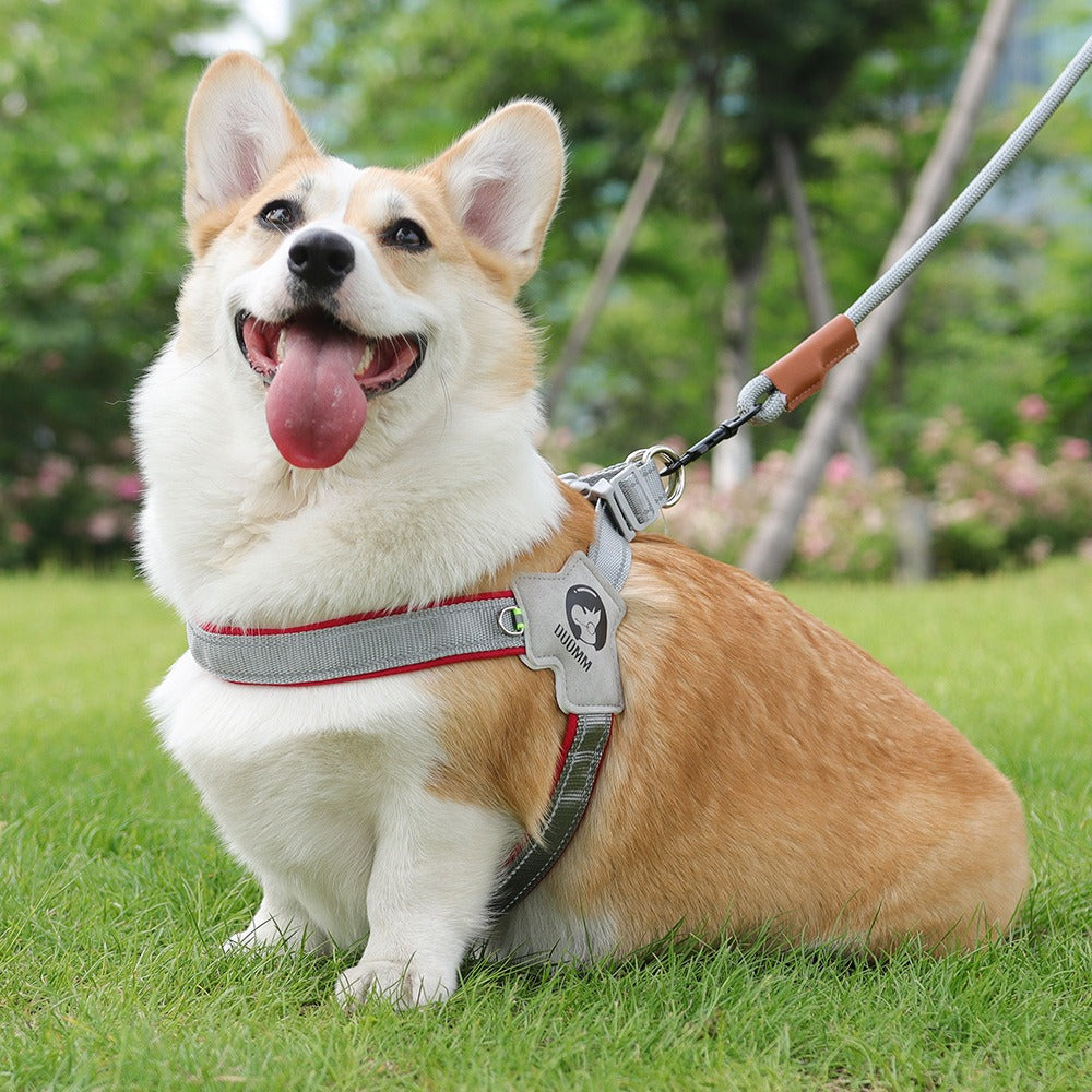 Night Weave LED Dog Harness & Leash Set