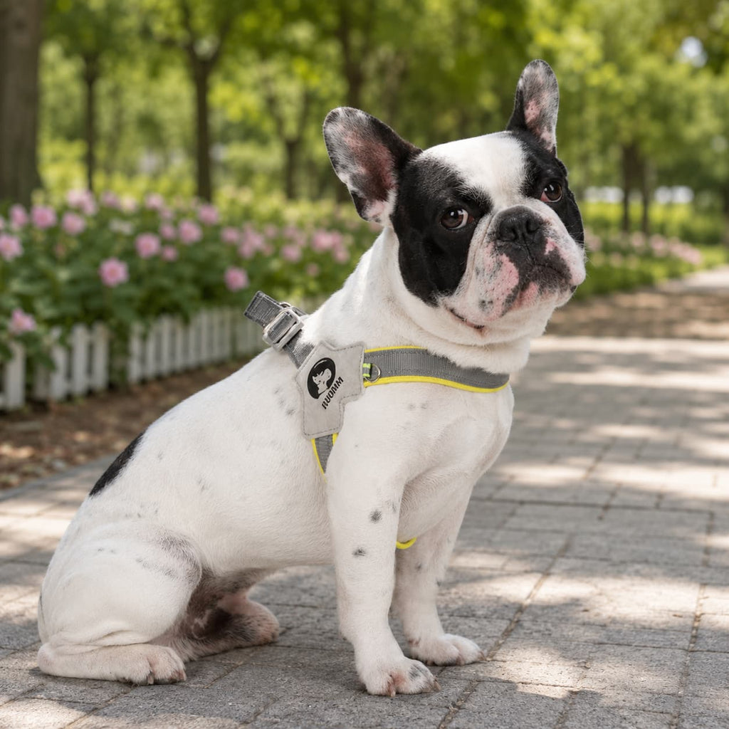 Daybeam Reflective Harness & Leash Set