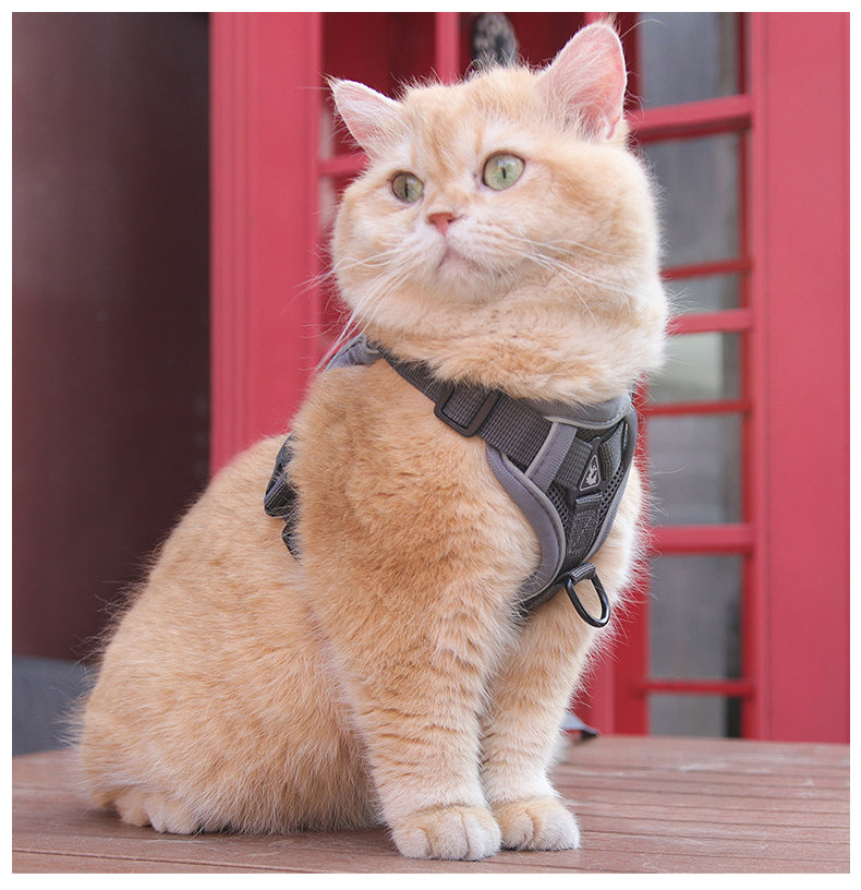 Feather Fit Breathable Pet Harness and Leash Set