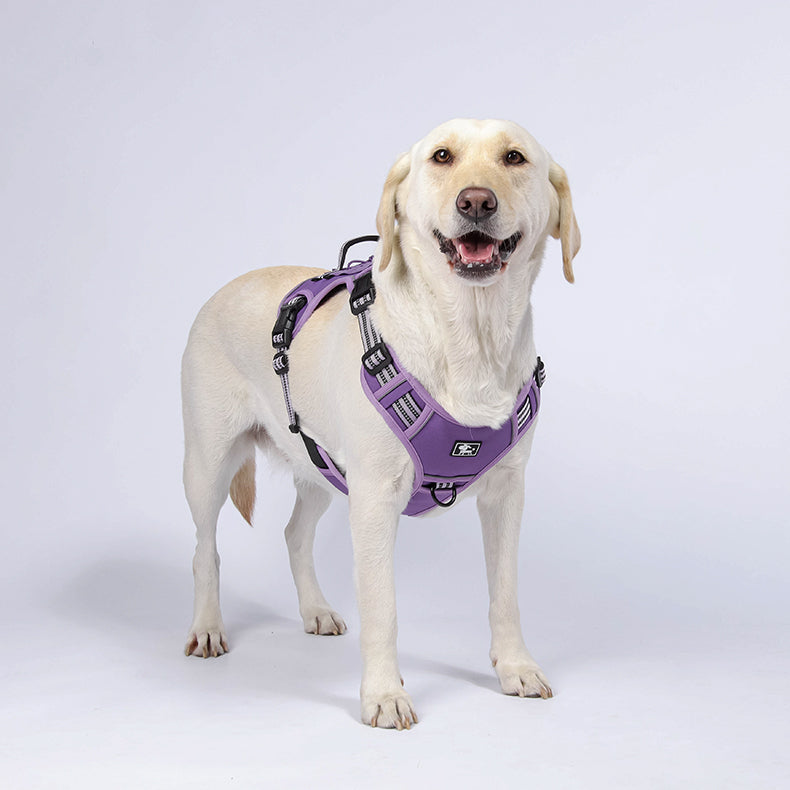 Trail Forge Multi-Use Dog Harness and Leash Set