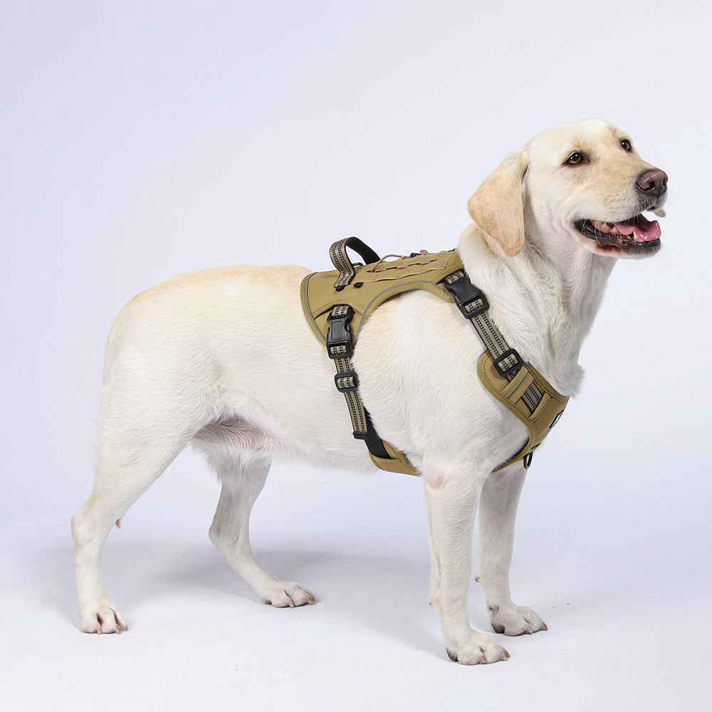 Luma Guard LED Dog Harness & Leash Set