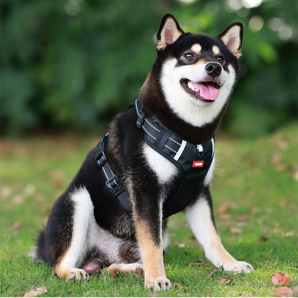 Crest Assist Reflective Dog Harness & Leash Set