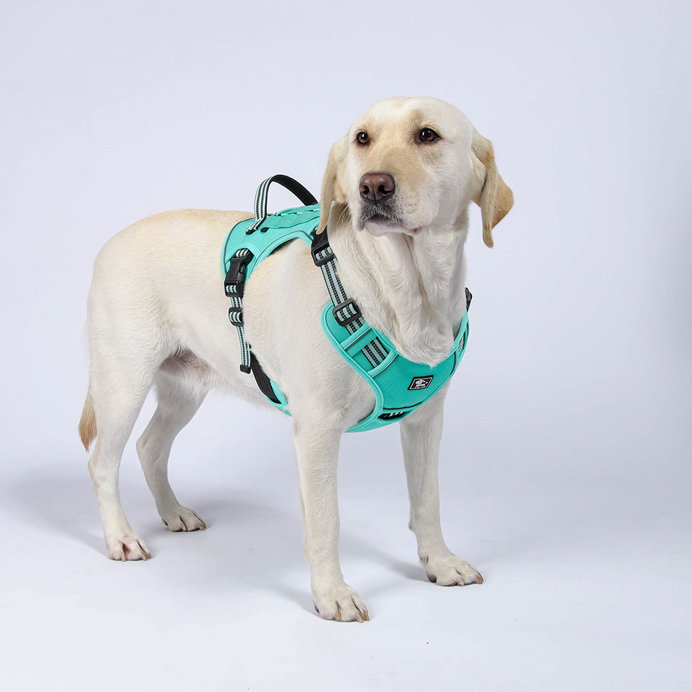 Trail Forge Multi-Use Dog Harness and Leash Set