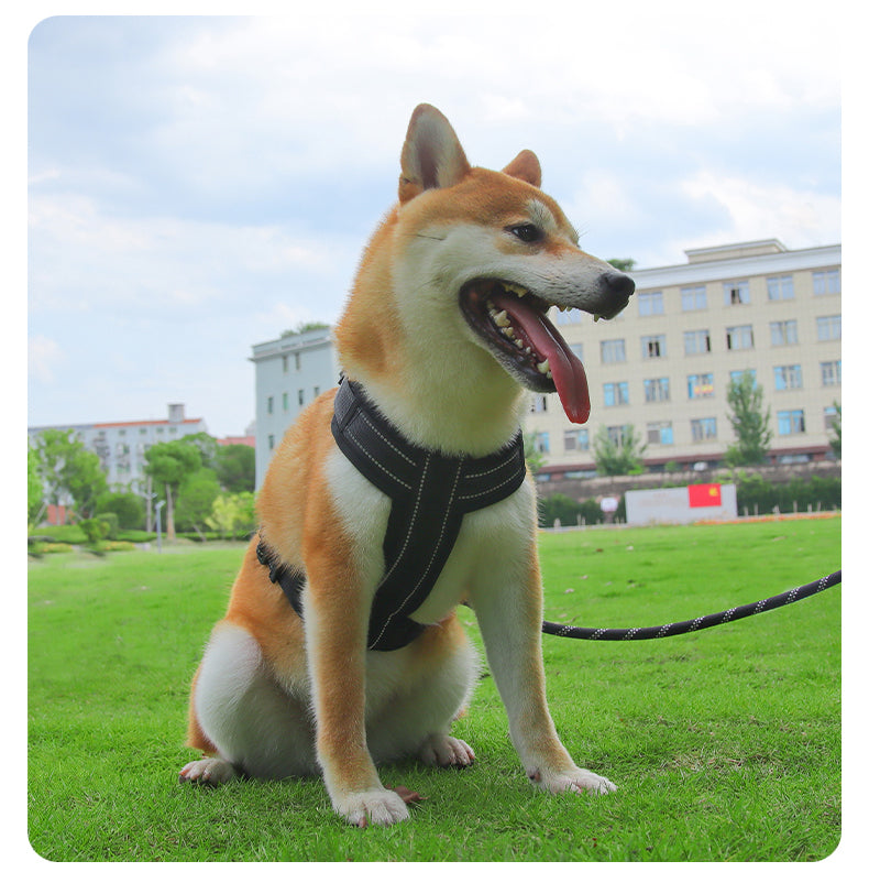Roam Ready Adjustable Dog Harness and Leash Set